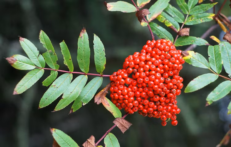 Tiet lo cuc bat ngo ve cac loai cay thuoc ho Hoa hong-Hinh-9