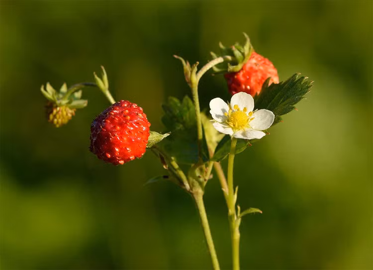 Tiet lo cuc bat ngo ve cac loai cay thuoc ho Hoa hong-Hinh-4