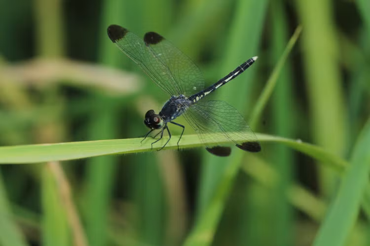 Top 20 loai chuon chuon dep va doc la o Viet Nam-Hinh-10