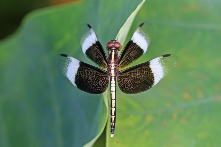 Top 20 loai chuon chuon dep va doc la o Viet Nam-Hinh-14