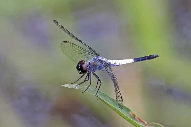 Top 20 loai chuon chuon dep va doc la o Viet Nam-Hinh-7