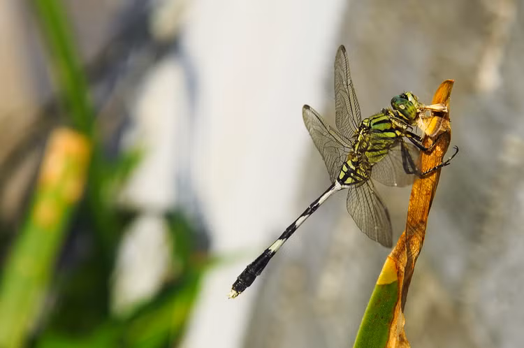 Top 20 loai chuon chuon dep va doc la o Viet Nam-Hinh-15