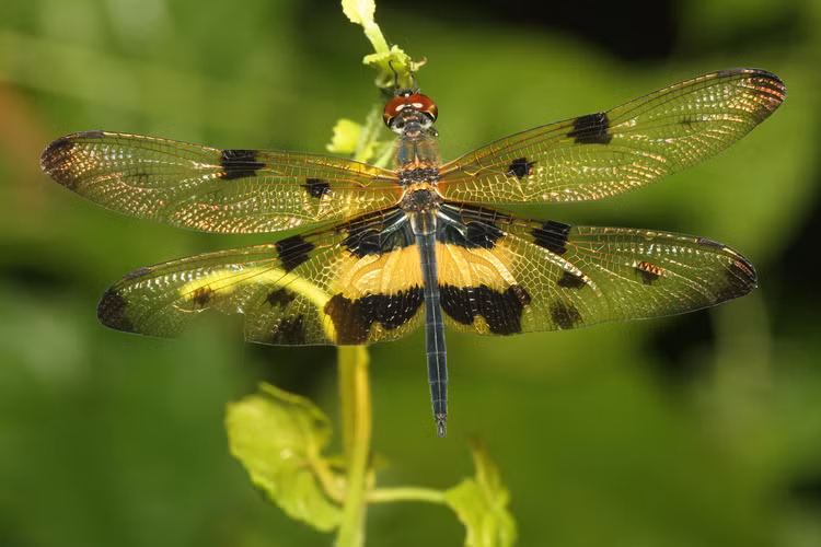 Top 20 loai chuon chuon dep va doc la o Viet Nam-Hinh-19