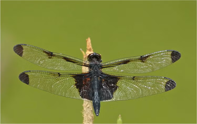 Top 20 loai chuon chuon dep va doc la o Viet Nam-Hinh-6