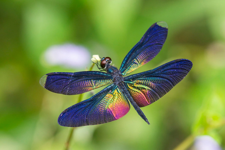 Top 20 loai chuon chuon dep va doc la o Viet Nam-Hinh-18