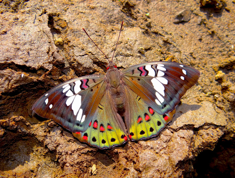 Chiem nguong top 25 loai buom dep xuat sac cua Viet Nam-Hinh-10