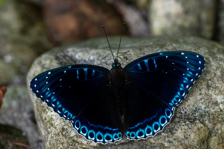 Chiem nguong top 25 loai buom dep xuat sac cua Viet Nam-Hinh-22