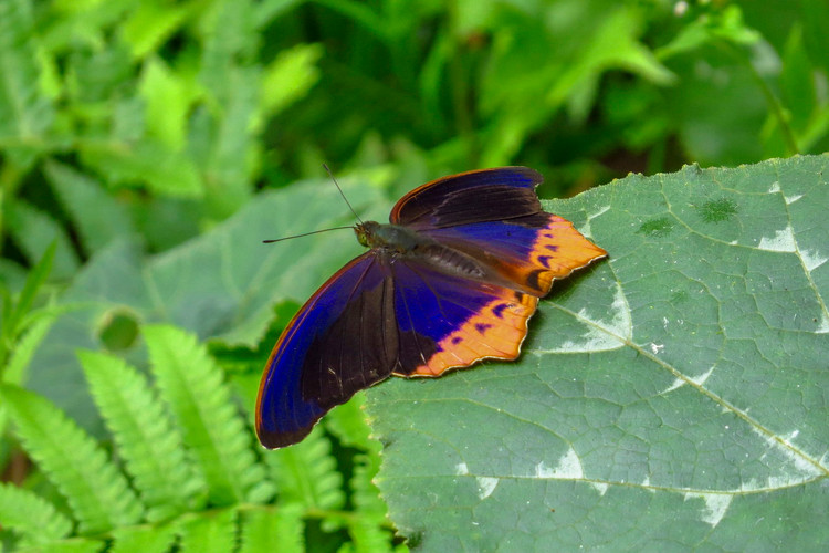 Chiem nguong top 25 loai buom dep xuat sac cua Viet Nam-Hinh-24