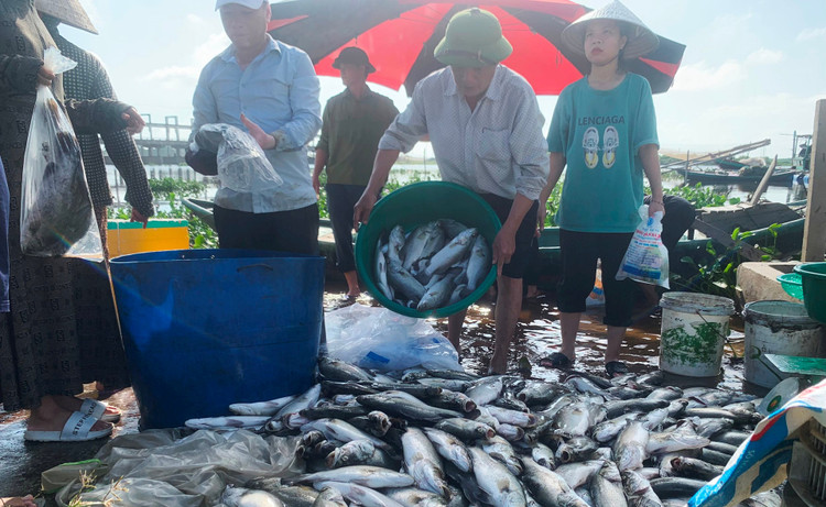 Người dân thu vớt cá chết lên bờ.
