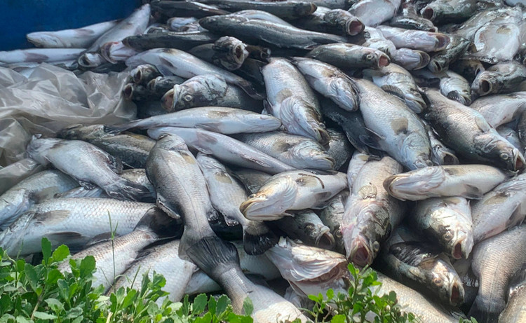 Hơn 50 tấn cá nuôi trong lồng bè của 56 hộ dân thôn Song Hải bị chết.