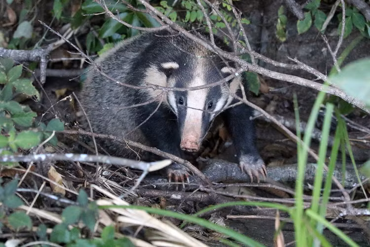 Loai vat ky cuc, trong nhu con lai cua chon va lon o Viet Nam