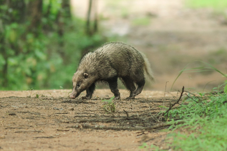 Loai vat ky cuc, trong nhu con lai cua chon va lon o Viet Nam-Hinh-6