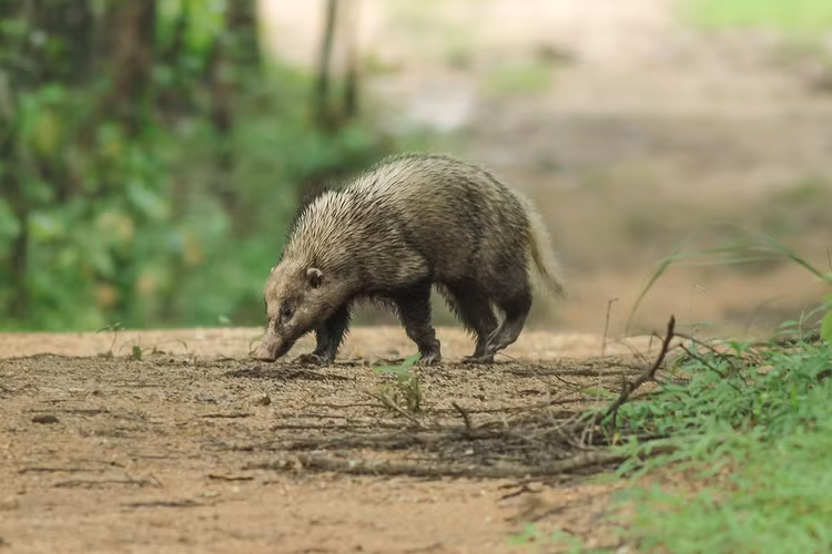 Loai vat ky cuc, trong nhu con lai cua chon va lon o Viet Nam-Hinh-6