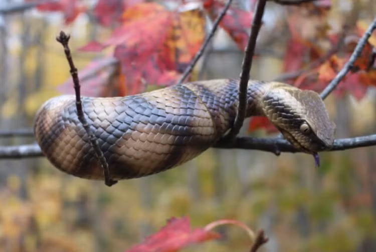 Sinh vat huyen bi Tsuchinoko khien nguoi Nhat dien dao la con gi?-Hinh-3