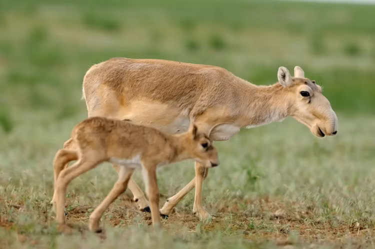 Can canh loai linh duong co voi duy nhat tren the gioi-Hinh-9