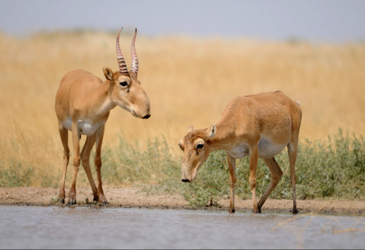 Can canh loai linh duong co voi duy nhat tren the gioi-Hinh-3