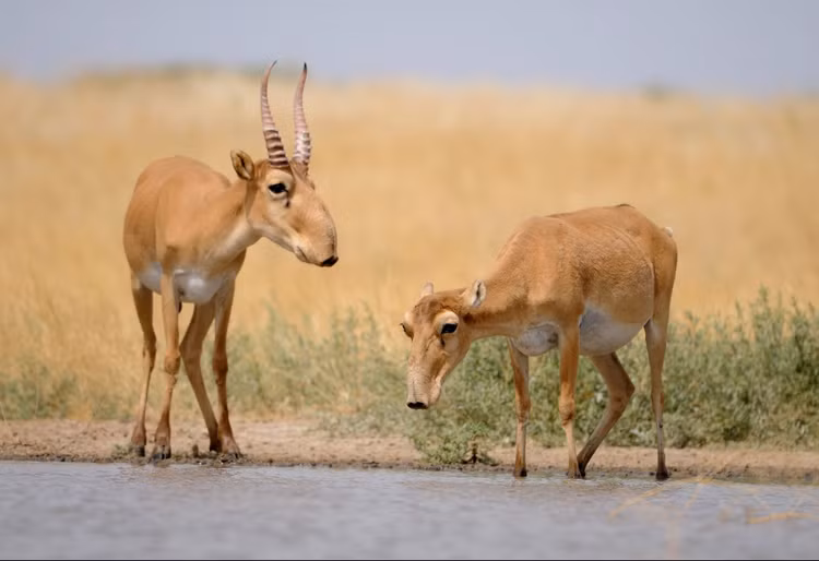 Can canh loai linh duong co voi duy nhat tren the gioi-Hinh-3