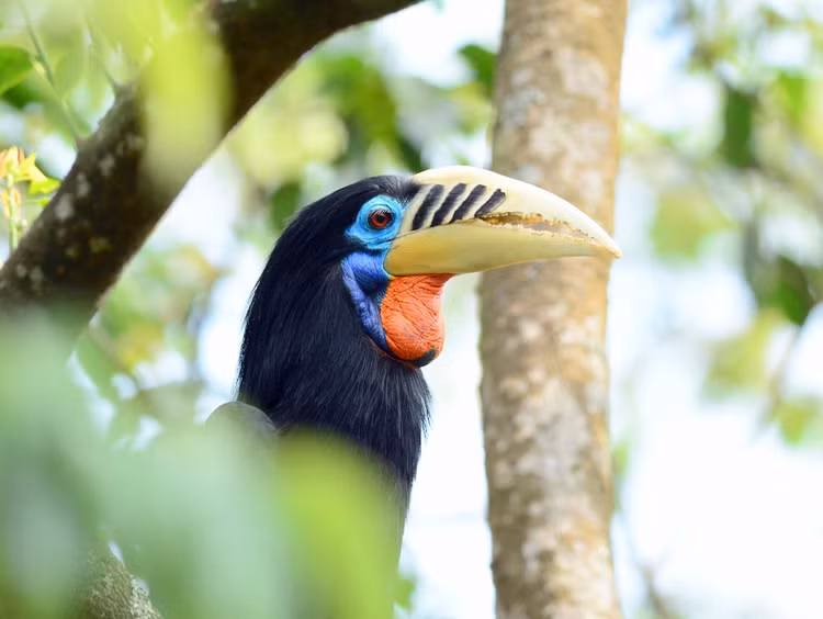 Loai chim co ve ngoai doc di, nguy cap nhat Viet Nam-Hinh-9