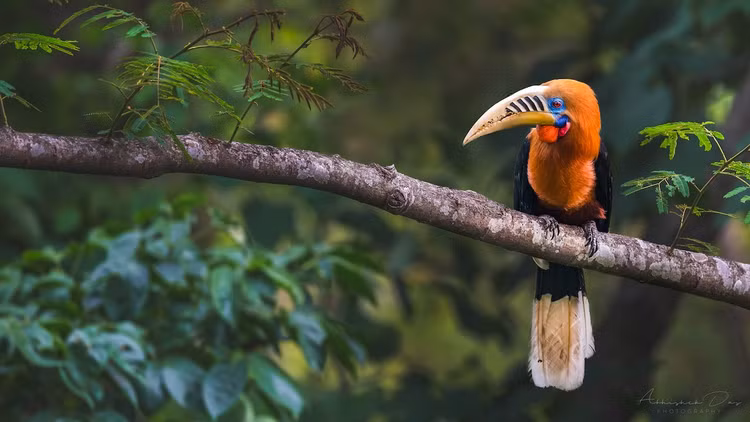 Loai chim co ve ngoai doc di, nguy cap nhat Viet Nam-Hinh-10