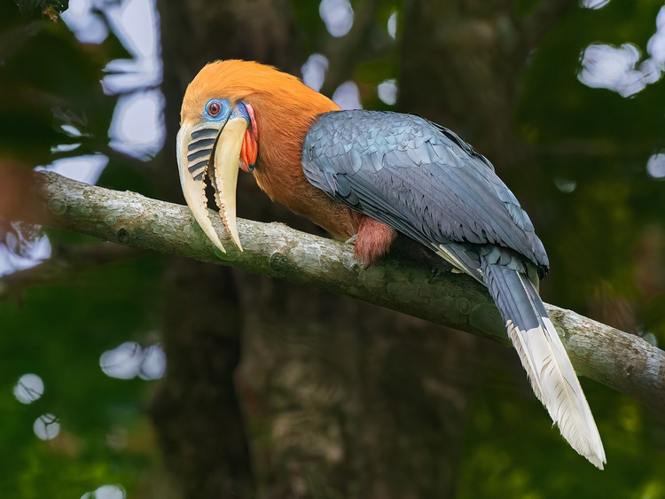 Loai chim co ve ngoai doc di, nguy cap nhat Viet Nam