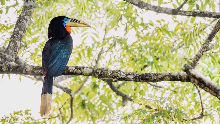 Loai chim co ve ngoai doc di, nguy cap nhat Viet Nam-Hinh-7