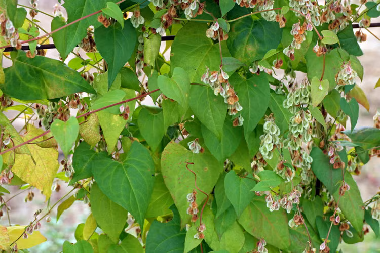 Kham pha thu vi nhung loai cay cuc la thuoc ho Rau ram-Hinh-2