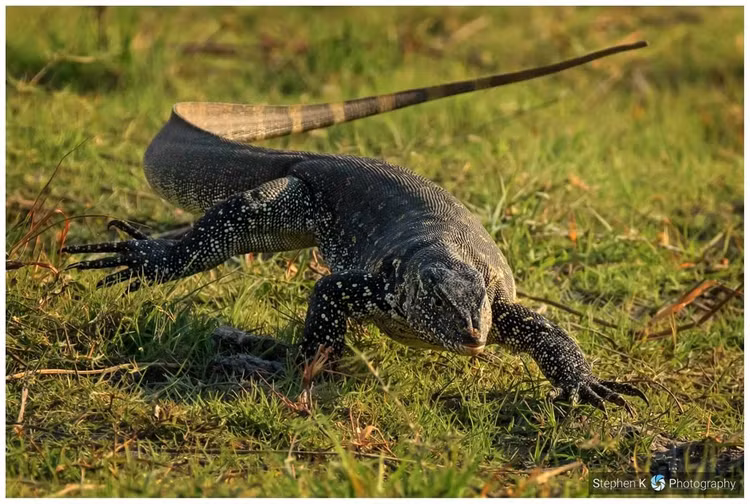 Diem danh top 10 loai bo sat doc dao nhat Viet Nam-Hinh-8