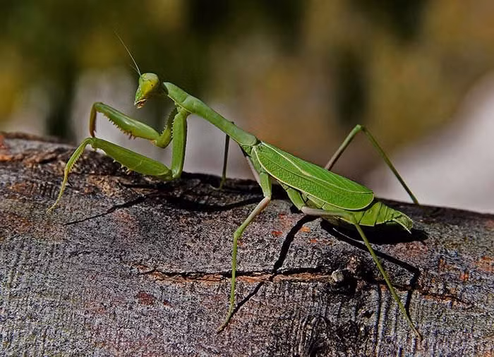 Diem danh 12 loai san moi khet tieng nhat the gioi con trung-Hinh-2