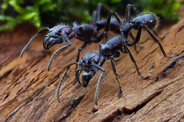 Diem danh 12 loai san moi khet tieng nhat the gioi con trung-Hinh-11