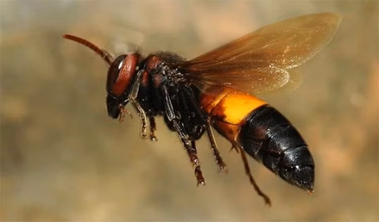 Diem danh 12 loai san moi khet tieng nhat the gioi con trung-Hinh-7