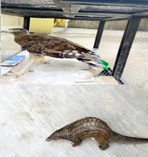 Dieu hoa Mien Dien duoc giao nop o Da Nang, quy hiem co nao?