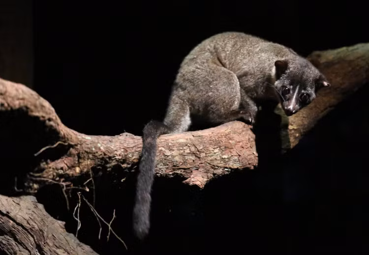 Cay voi moc dinh bay anh o Nghe An quy hiem co nao?-Hinh-8