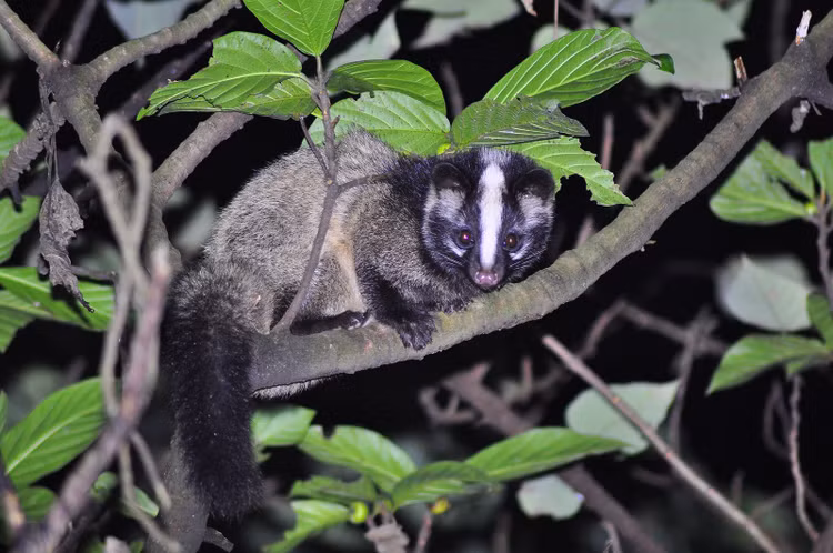 Cay voi moc dinh bay anh o Nghe An quy hiem co nao?-Hinh-12