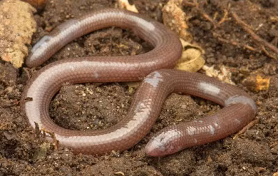 Cụ thể, các nhà khoa học thuộc trung tâm này đã phát hiện và mô tả một loài thằn lằn mù mới thuộc chi Dibamus ở Vườn quốc gia Núi Chúa. Ảnh: Kliukin, Bragin, Nguyen & Poyarkov.