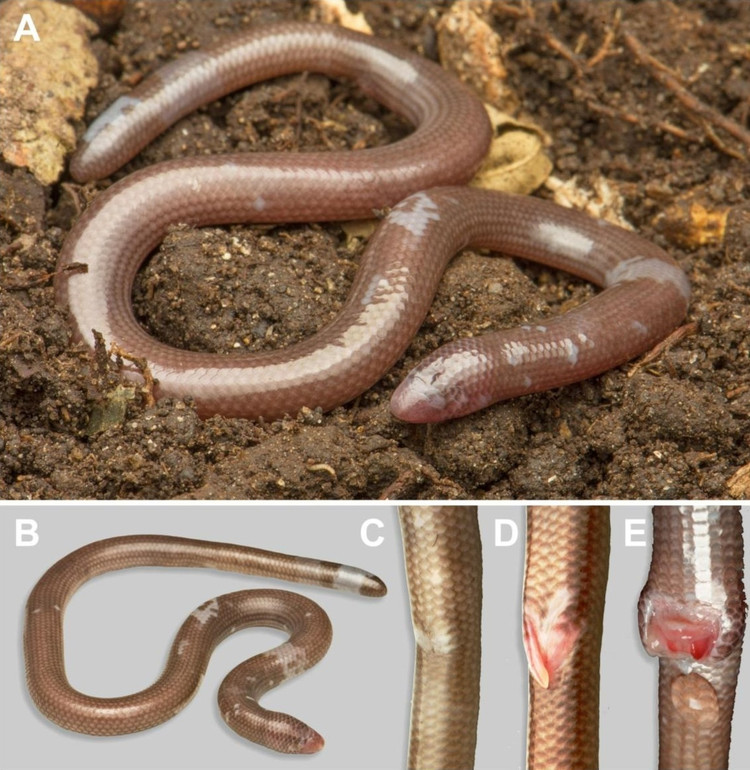 Soi loai than lan khong mat khong chan vua phat hien o Ninh Thuan-Hinh-6