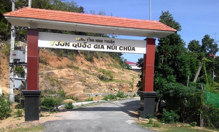 Soi loai than lan khong mat khong chan vua phat hien o Ninh Thuan