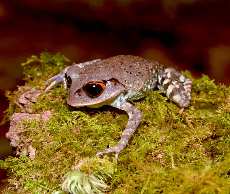 Dong vat hoang da Viet Nam an tuong qua ong kinh khach Tay-Hinh-13