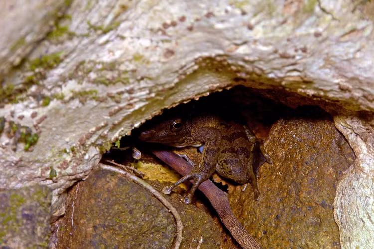 Dong vat hoang da Viet Nam an tuong qua ong kinh khach Tay-Hinh-8