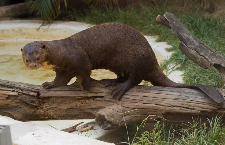 Top 15 động vật độc đáo nhất rừng Amazon, số 9 cực ấn tượng - Hình 11 Top 15 dong vat doc dao nhat rung Amazon, so 9 cuc an tuong-Hinh-11