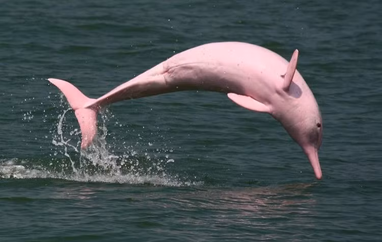 Top 15 động vật độc đáo nhất rừng Amazon, số 9 cực ấn tượng Top 15 dong vat doc dao nhat rung Amazon, so 9 cuc an tuong