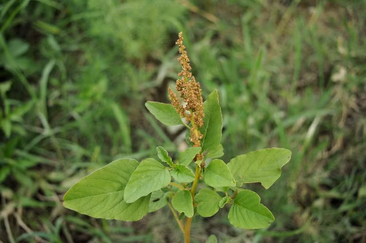 Tiet lo cuc thu vi ve cac loai cay thuoc ho rau den