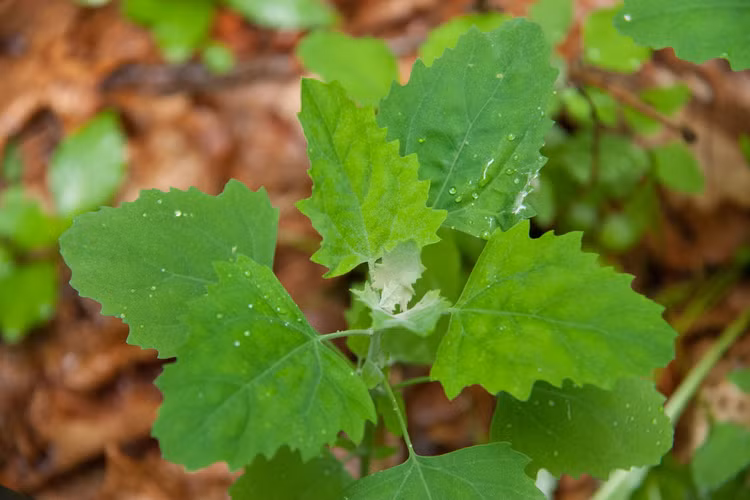 Tiet lo cuc thu vi ve cac loai cay thuoc ho rau den-Hinh-5