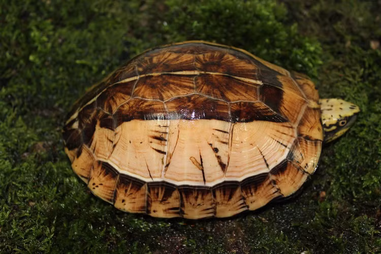 Nong dan Thanh Hoa bat duoc con rua vang ruc: Loai nguy cap-Hinh-7