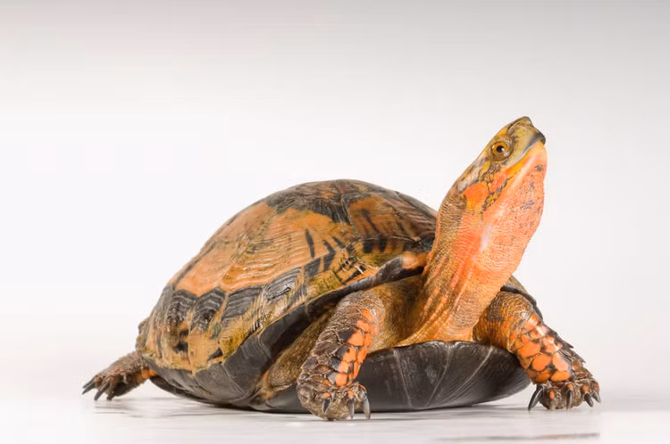 Nong dan Thanh Hoa bat duoc con rua vang ruc: Loai nguy cap-Hinh-9