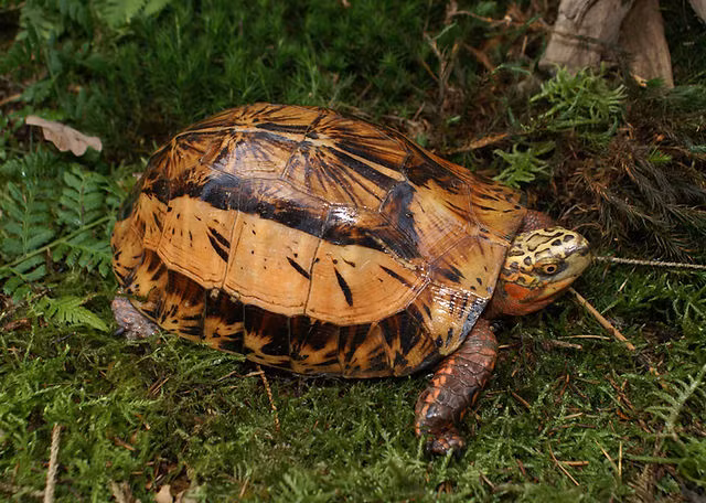 Nong dan Thanh Hoa bat duoc con rua vang ruc: Loai nguy cap-Hinh-5