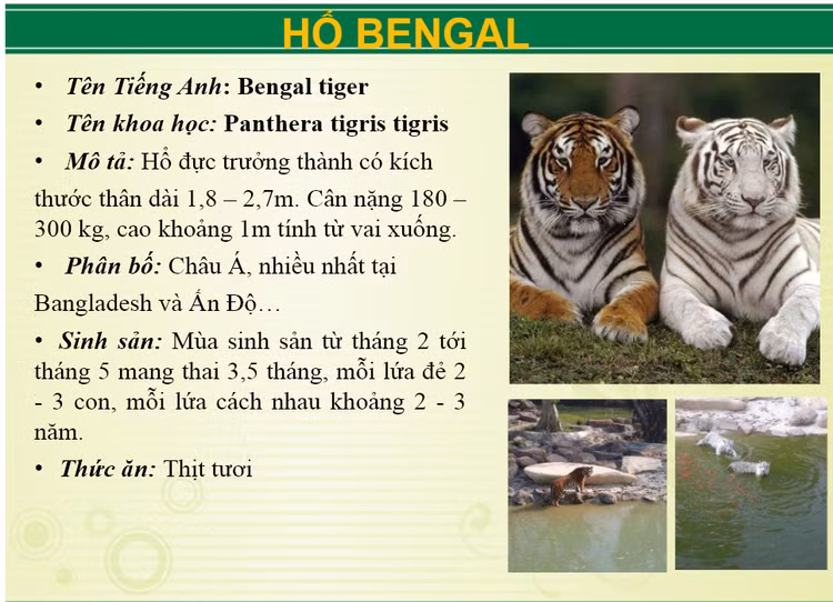 Ngoai ho bao khu du lich Vuon Xoai con nuoi nhung loai 'khung' nao?