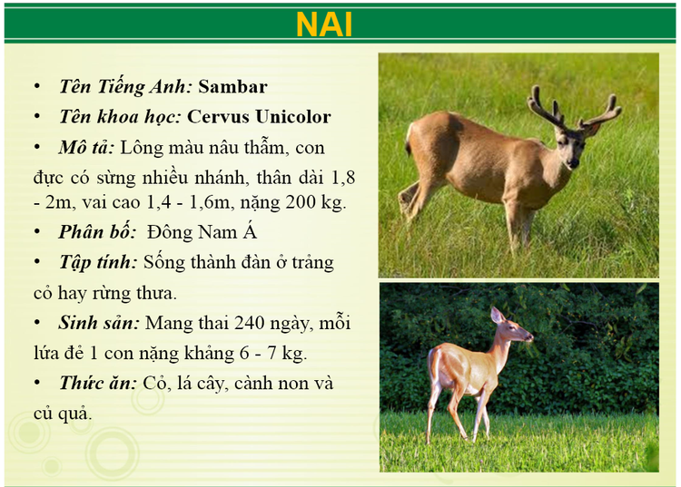 Ngoai ho bao khu du lich Vuon Xoai con nuoi nhung loai 'khung' nao?-Hinh-7