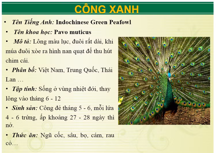 Ngoai ho bao khu du lich Vuon Xoai con nuoi nhung loai 'khung' nao?-Hinh-13