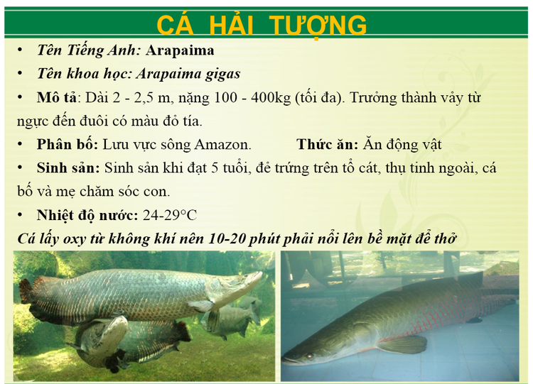 Ngoai ho bao khu du lich Vuon Xoai con nuoi nhung loai 'khung' nao?-Hinh-5