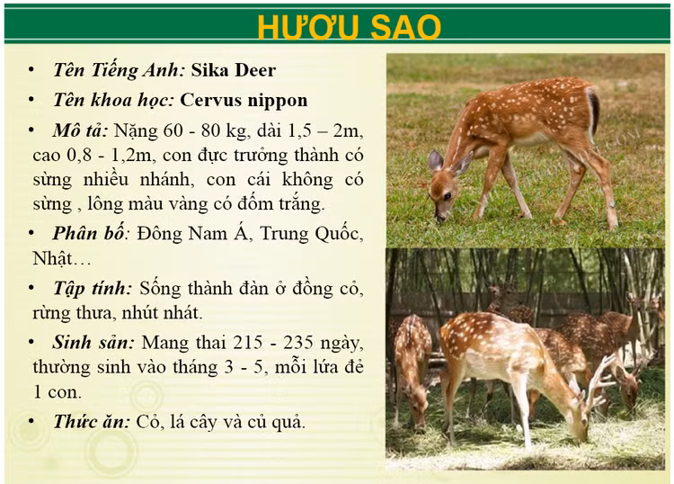 Ngoai ho bao khu du lich Vuon Xoai con nuoi nhung loai 'khung' nao?-Hinh-8